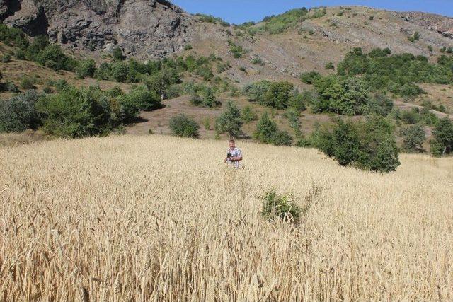 Gümüşhane’de Kuşlar İçin Ekilen Tarlalar Başak Verdi