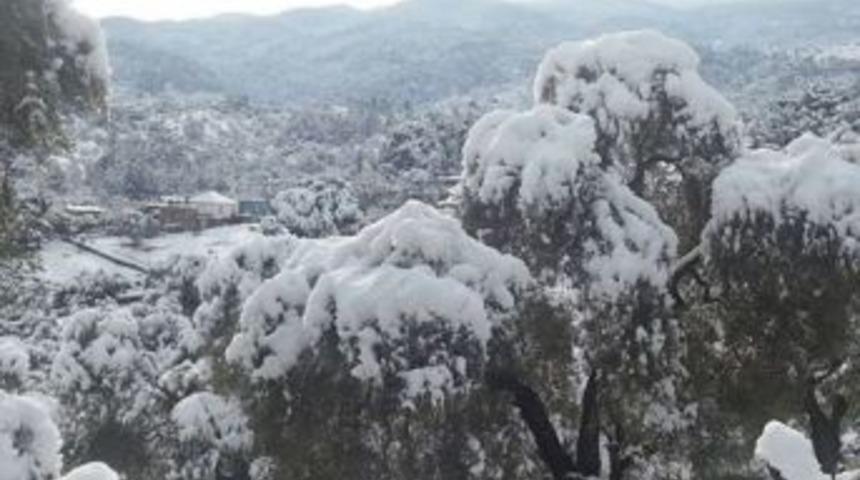 Fiyatlarla Sevinen Zeytinci, Kar Ve Don İle &Uuml;z&uuml;ld&uuml;