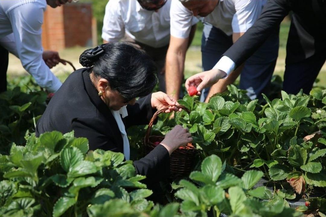 &rsquo;vali Hanım&rsquo; &Ccedil;ileğinin İlk Hasadını Vali Hanım Yaptı