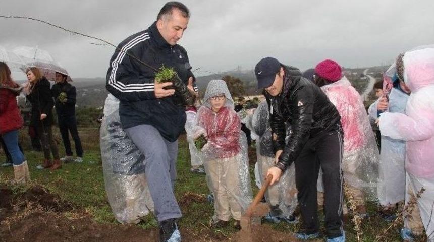 2 Bin Adet Badem Fidanı Dikildi