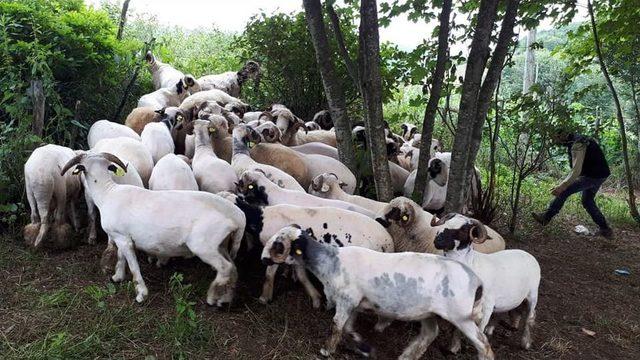 Ordu’da Kurban Bayramı Hazırlıkları