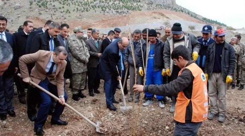 Tut İl&ccedil;esinde 100 Bin Adet Dut Fidanı Toprakla Buluşuyor