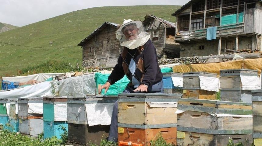 Arıcılar Anzer Balının Rekoltesini D&uuml;ş&uuml;k Bekliyor