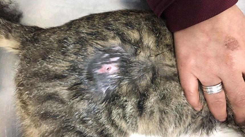 Antalya&rsquo;da Kediyi Havalı T&uuml;fekle Vurdular