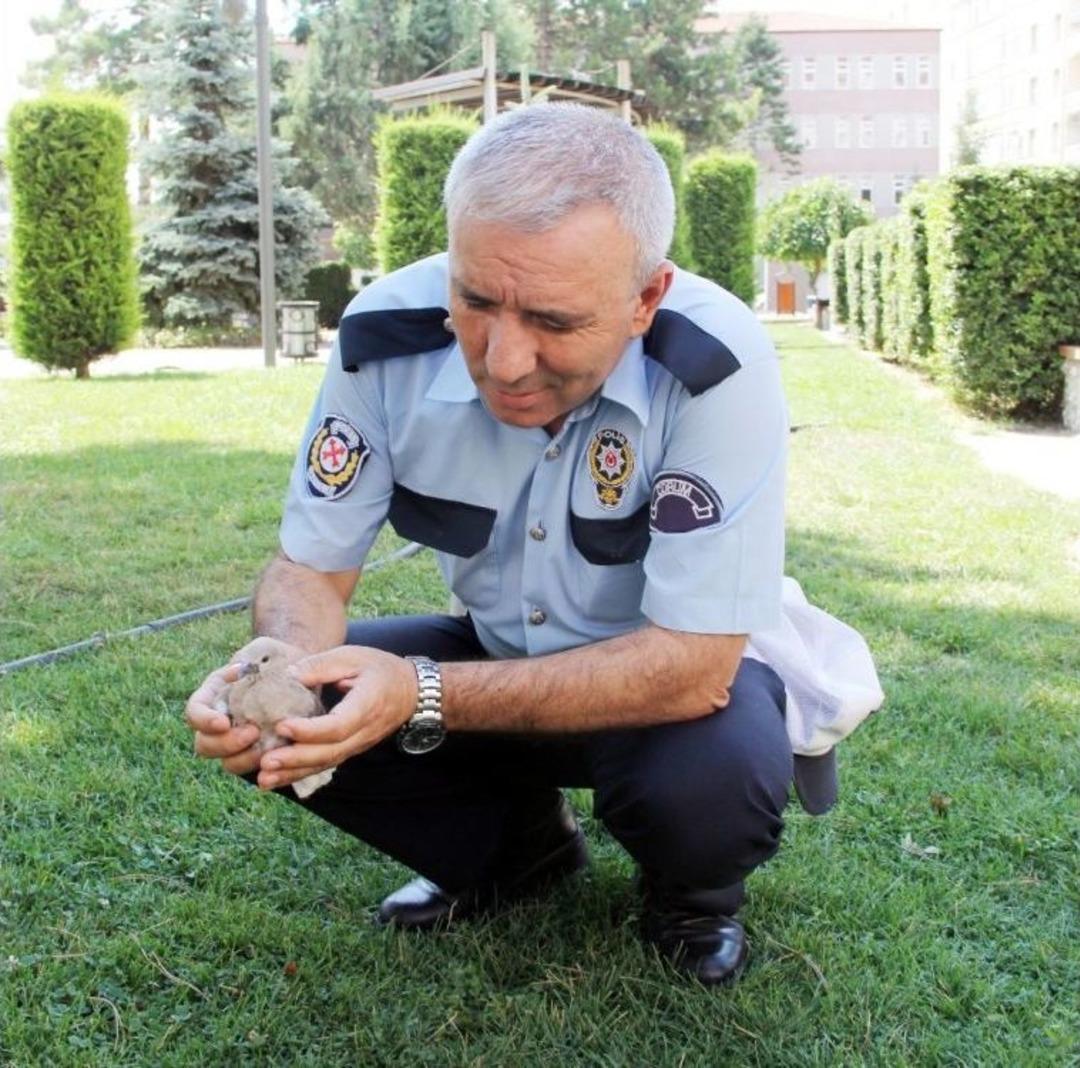 Yuvasından D&uuml;şen Yavru Kuşa Polis Şefkati