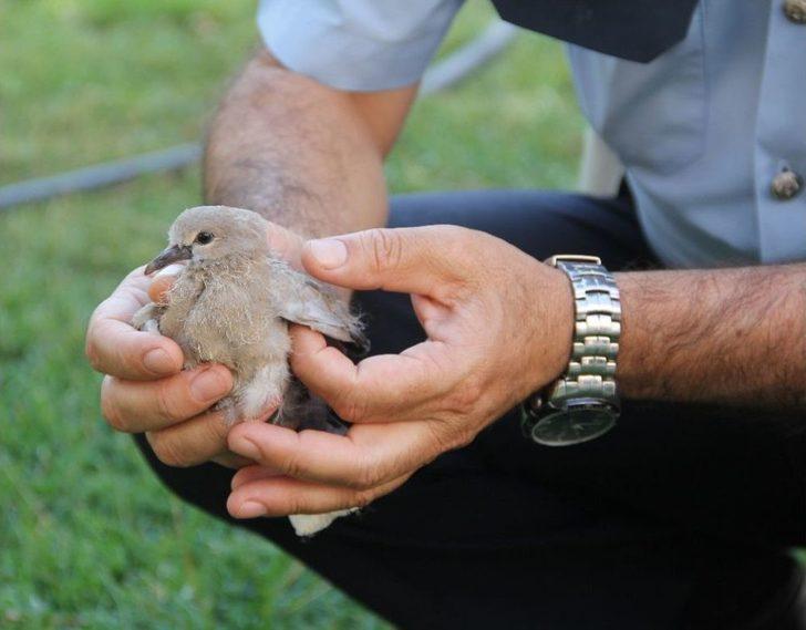 Yuvasından Düşen Yavru Kuşa Polis Şefkati G1