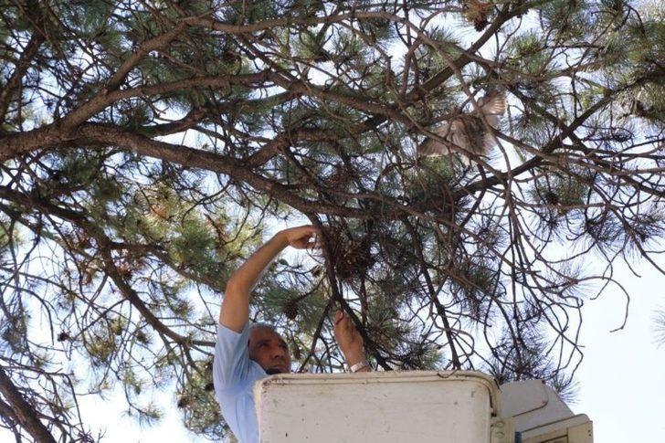 Yuvasından Düşen Yavru Kuşa Polis Şefkati G2