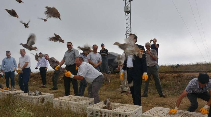 Tekirdağ&rsquo;da 12 Bin &Ccedil;il Keklik Doğaya Salındı