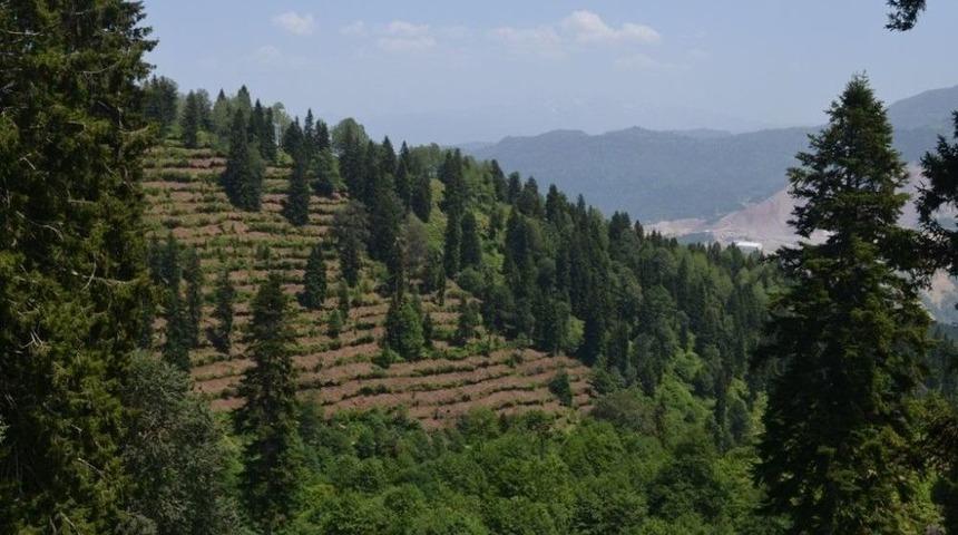 Artvin&rsquo;de 2017 Yılında 3 Milyon Fidan Toprakla Buluşturuldu