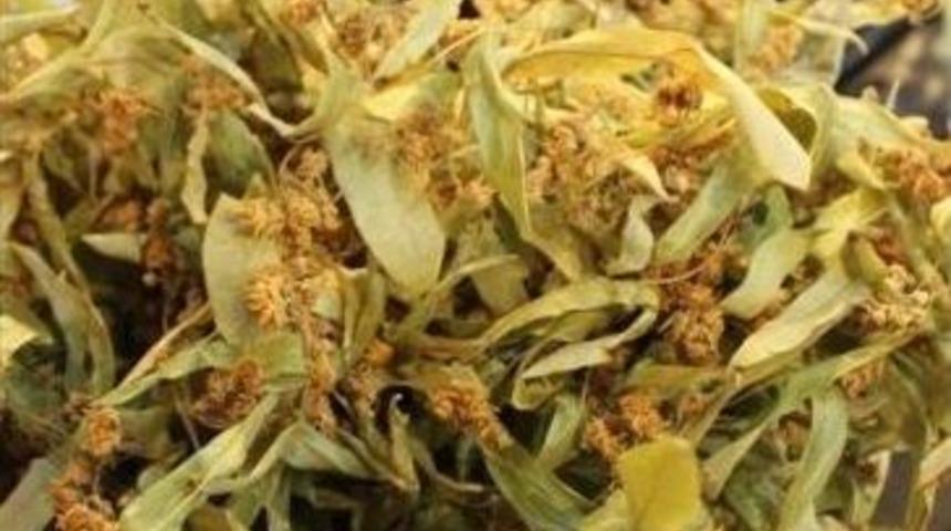 Ihlamur Fiyatı Rekora Koşuyor