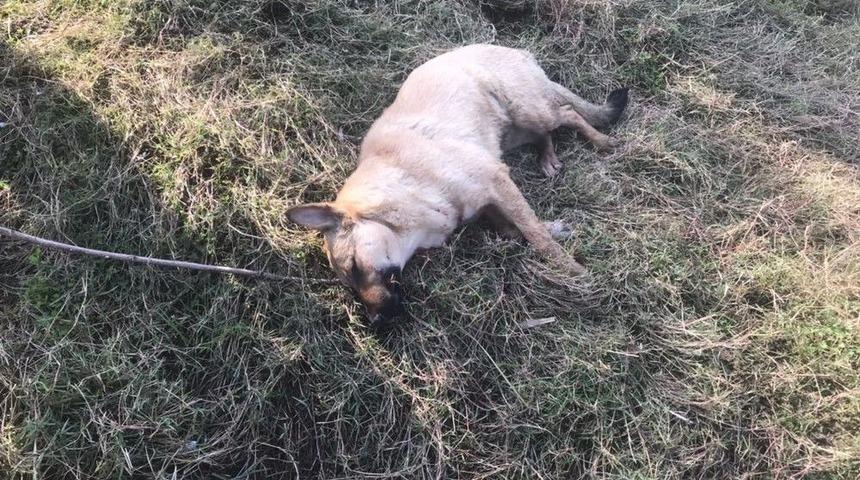 Av T&uuml;feğiyle K&ouml;pek &Ouml;ld&uuml;ren Kişiye Bin 255 Lira Para Cezası