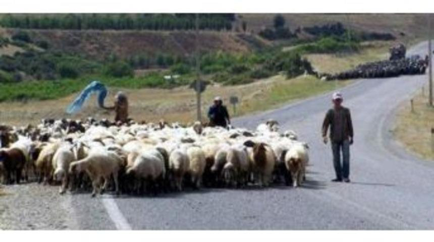 Aydın&rsquo;da &Ccedil;obanlık Kursunun D&ouml;rd&uuml;nc&uuml;s&uuml; D&uuml;zenleniyor