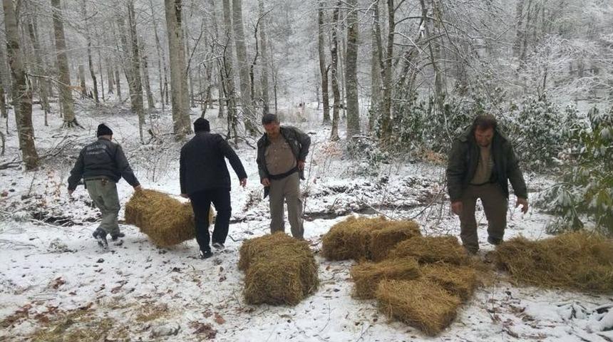 Yaban Hayvanları İ&ccedil;in Ot Ve Yonca Bırakıldı