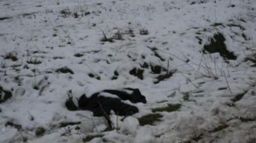 Sokakta Yaşayan Adam &Ouml;l&uuml; Bulundu