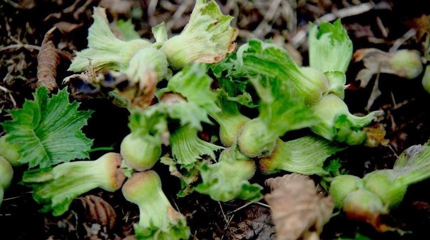 Fındık Üreticisi Açıklanmayan Rekolte Ve Fiyatı Bekliyor
