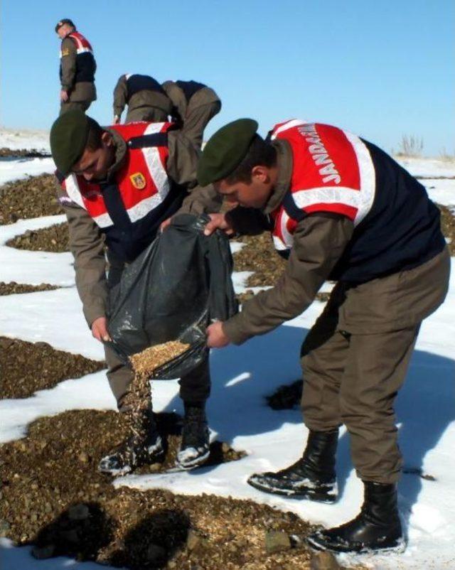 Yozgat'ta Jandarmadan Yaban Hayatı Için Doğaya Yem