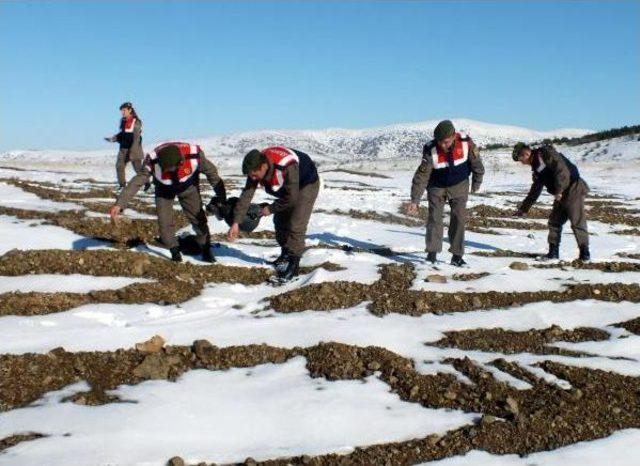 Yozgat'ta Jandarmadan Yaban Hayatı Için Doğaya Yem