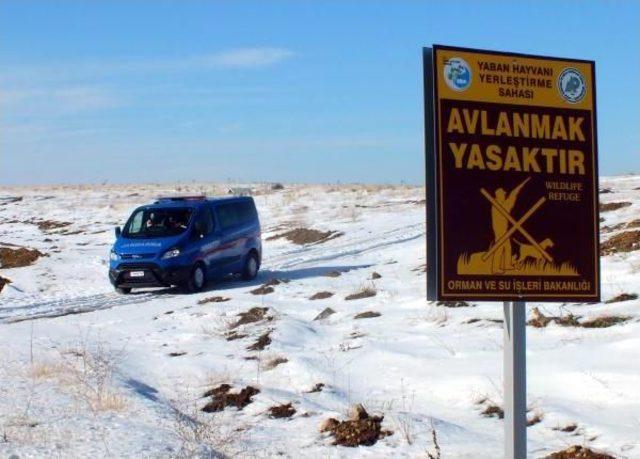 Yozgat'ta Jandarmadan Yaban Hayatı Için Doğaya Yem