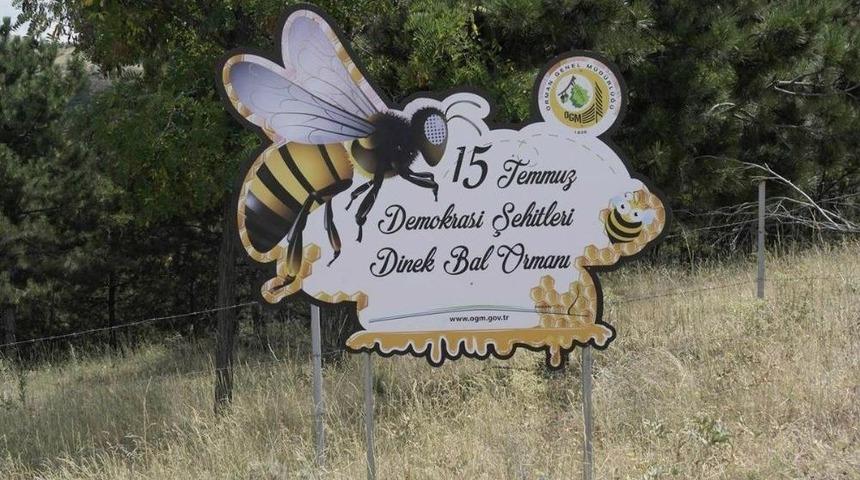 "isteyen Herkes Bu Ormana Arı Kovanını Koyabilir"