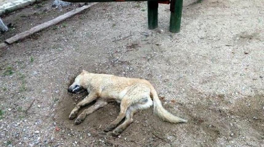 Bodrum'da 4 k&ouml;pek daha zelirlendi