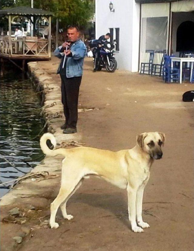 Bodrum'da 4 köpek daha zelirlendi