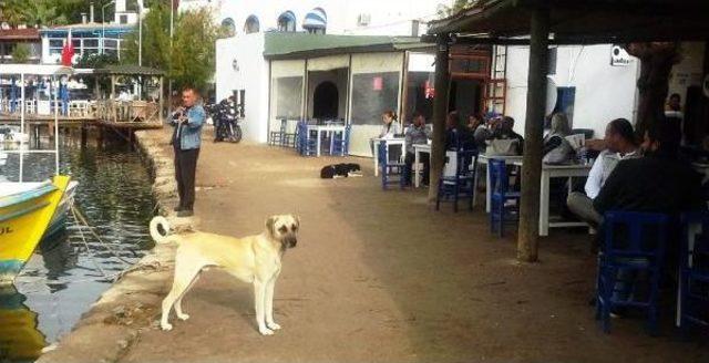 Bodrum'da 4 köpek daha zelirlendi