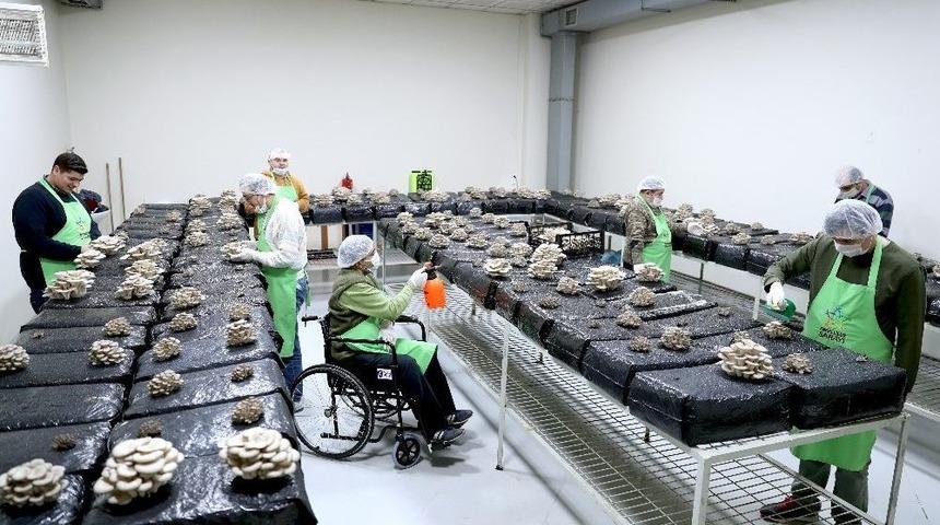 Mantar &Uuml;reterek Hem Terapi G&ouml;r&uuml;yor Hem De Meslek &Ouml;ğreniyorlar