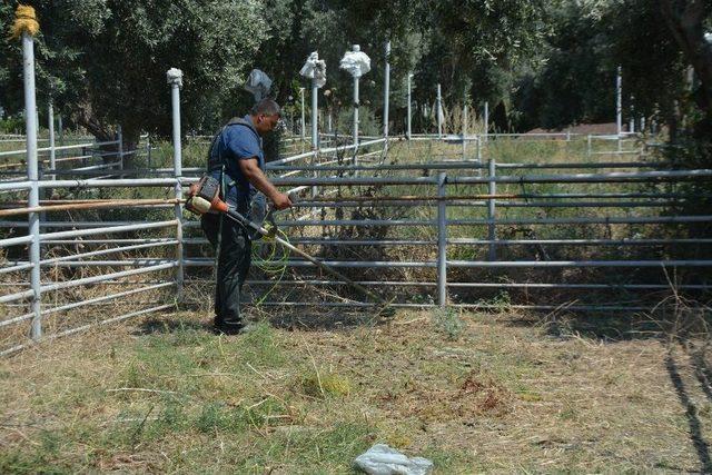 Söke’de Kurban Bayramı Öncesinde Hayvan Pazarı Temizlendi