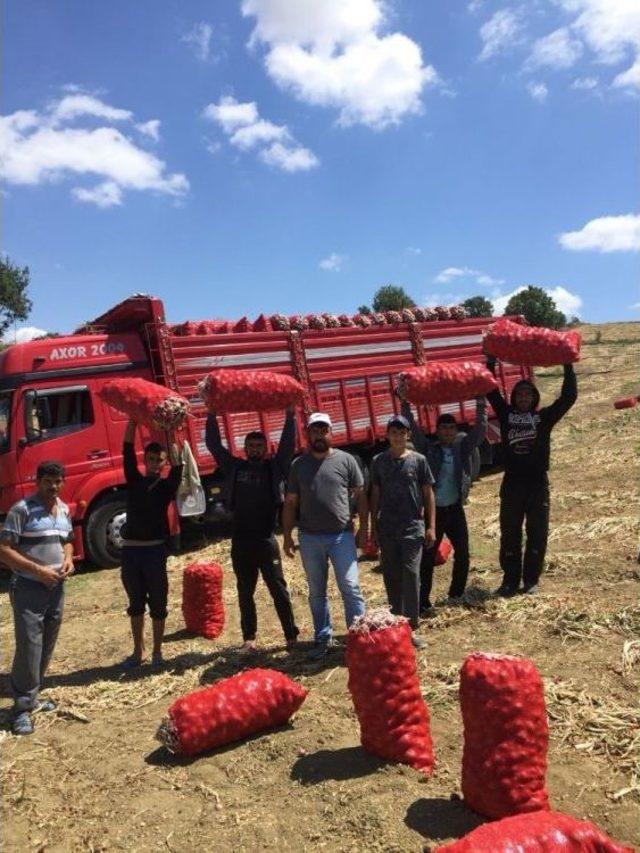 Yozgat’ta Patates Ve Soğan Hasadı Devam Ediyor