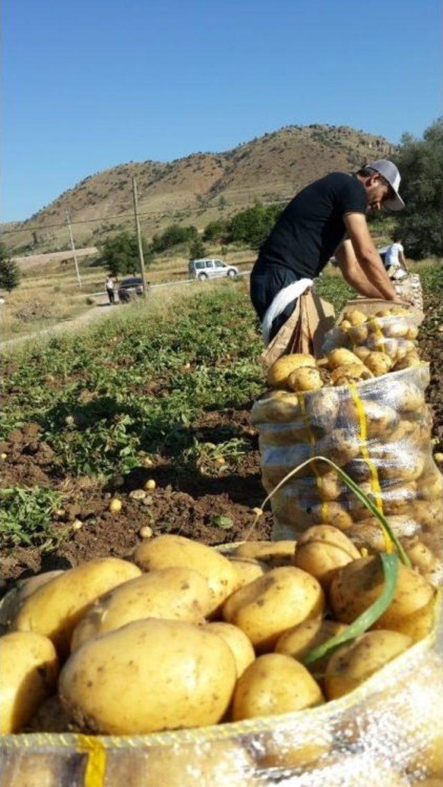 Yozgat’ta Patates Ve Soğan Hasadı Devam Ediyor