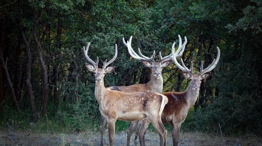 &Uuml;niversitenin Geyik Fabrikası