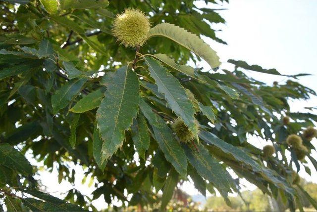Sinop’ta Kestane Hasadı Başladı 1