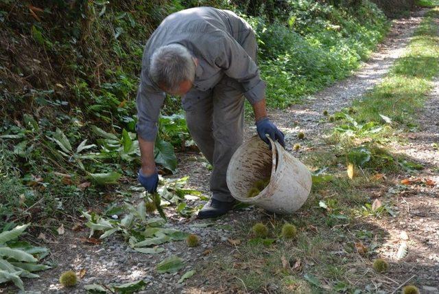 Sinop’ta Kestane Hasadı Başladı 2