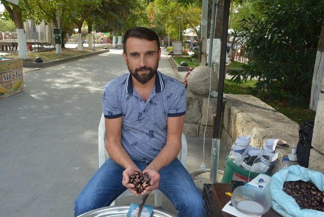 Sinop’ta Kestane Hasadı Başladı 3