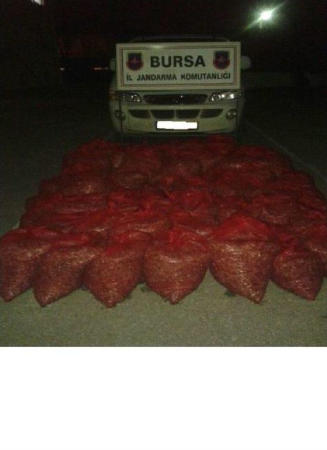 Bursa’da 900 Kilo Kum Midyesi Ele Geçirildi 1