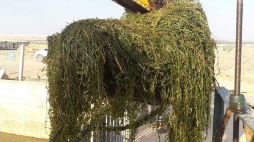 Çiftçiler Sulama Borularını Tıkayan Otları Temizledi