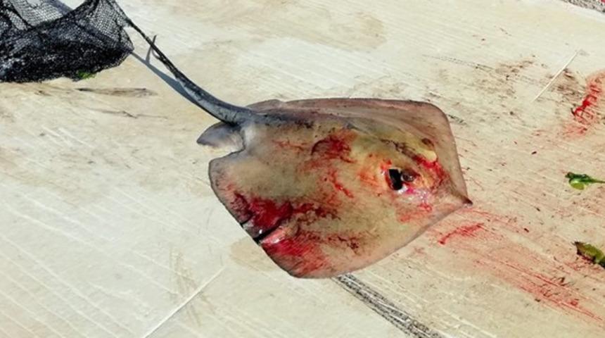 Kocaeli'de amatör balıkçının oltasına iğneli vatoz takıldı