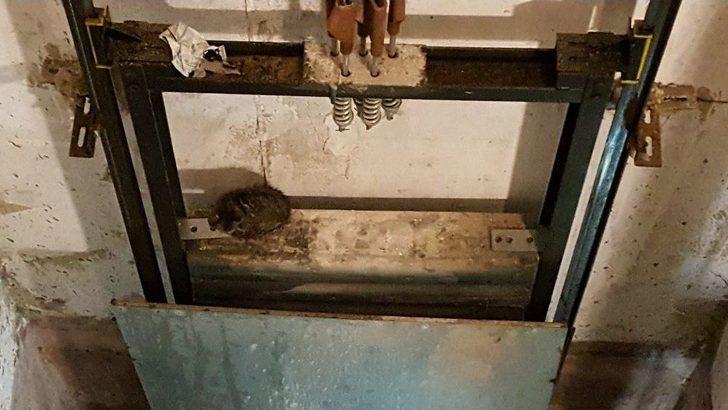 Asansör Boşluğuna Düşen Kediyi İtfaiye Kurtardı G2