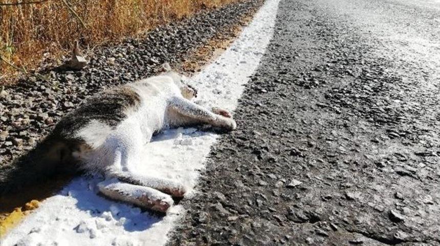 Yol Çizgi Çalışması Yapan Ekipler Ölü Kediyi De Çizdi