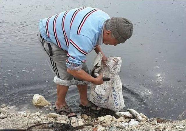 Bademli deresi'nde balık ölümlerine inceleme