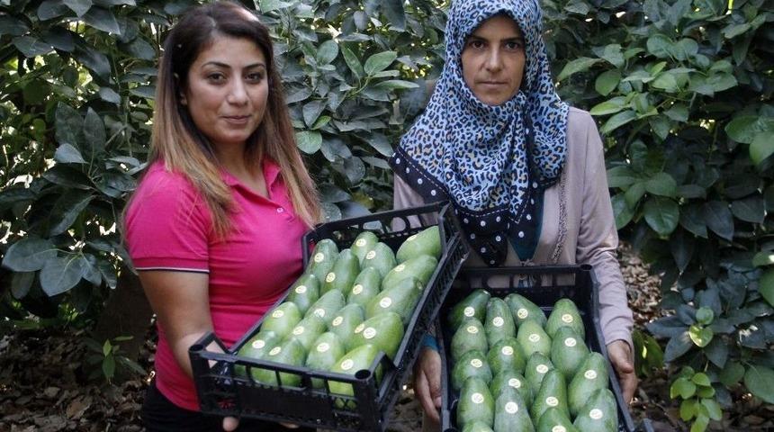 Avokadoda 15 Milyon Adet &Uuml;retim Hedefi