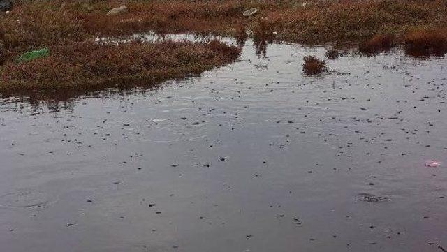 Bademli deresi'nde balık ölümlerine inceleme