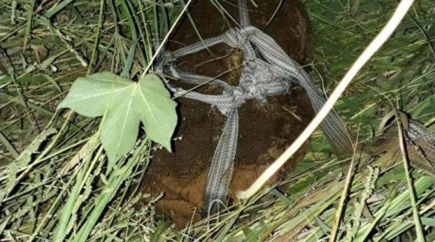 Sazlıklarda 2 Bin Adet Uzun Namlulu Silah Mermisi Bulundu