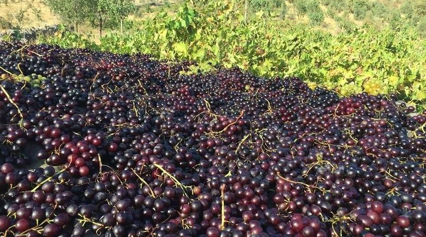 İlkel Yöntemlerle Toplanan Üzümler Kurutularak Kışın Tüketiliyor
