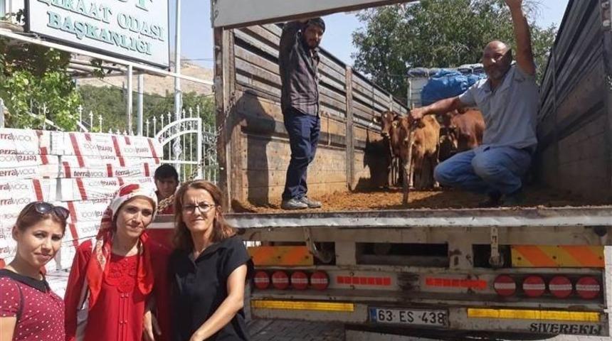 Tut İlçesinde Genç Çiftçilere Büyükbaş Hayvan Desteği