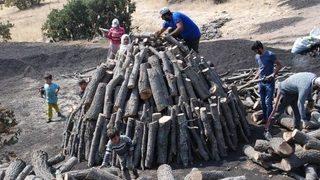 Mangal Kömürü Işçilerinin Ekmek Mücadelesi