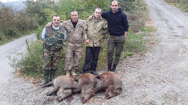 Avcılar Domuzlara Geçit Vermiyor