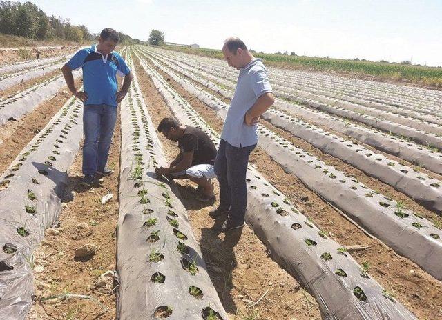 Sungurlu Çileği Geliştirilecek