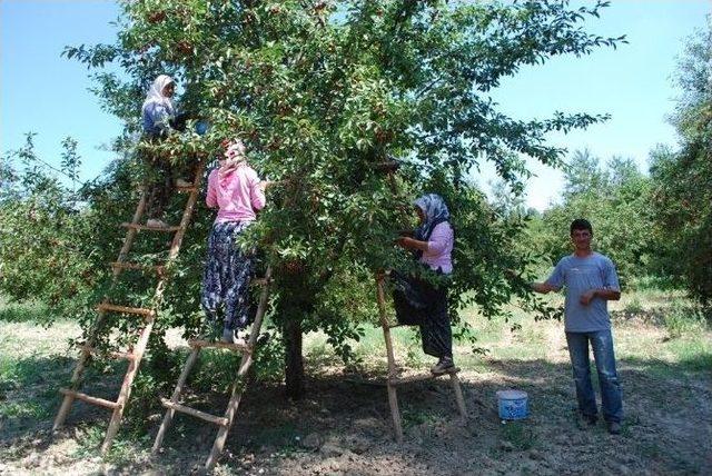 Pazarlar’ın Yıllık Vişne Üretimi 5 Bin 500 Ton