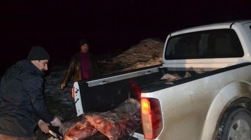 Sokak Hayvanlarına Yardım Eli